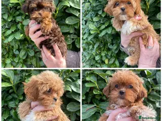 Maltipoo dogs DNA clear toy Asian lines maltipoo - Advert 18