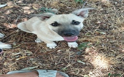 Mixed Breed dogs for adoption: OZZY, a Lovely Puppy Boy - for a Loving Home - Image 21