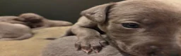 Mixed Breed dogs for sale: Bedlington whippet greyhound pups - Advert 3