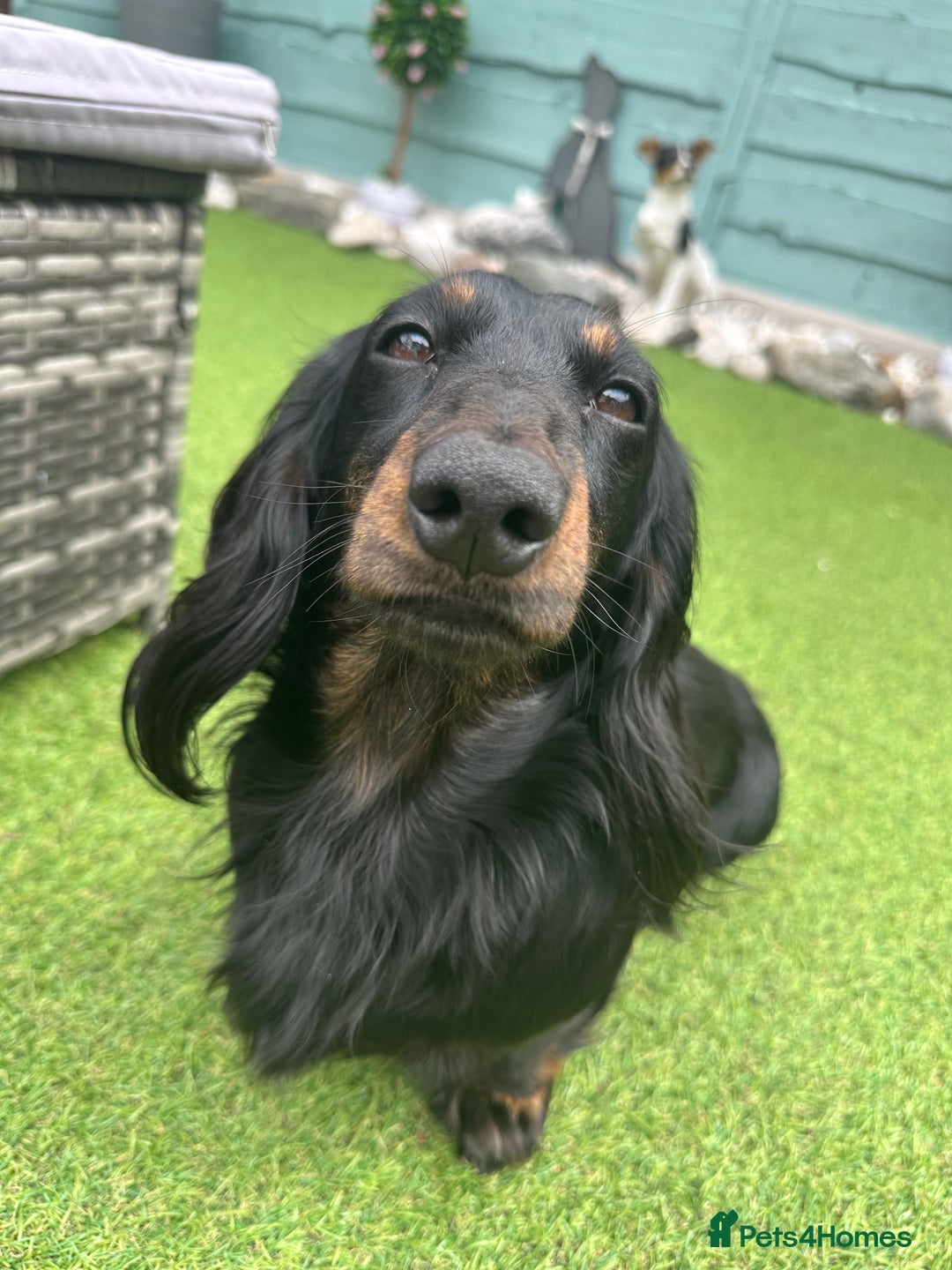 Miniature Dachshund dogs for stud: Black and Tan brindle - Miniature longhair STUD in Manchester - Advert 12