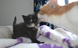 Domestic Shorthair cats for sale: 2 Male Long Hair Kittens - Image 4