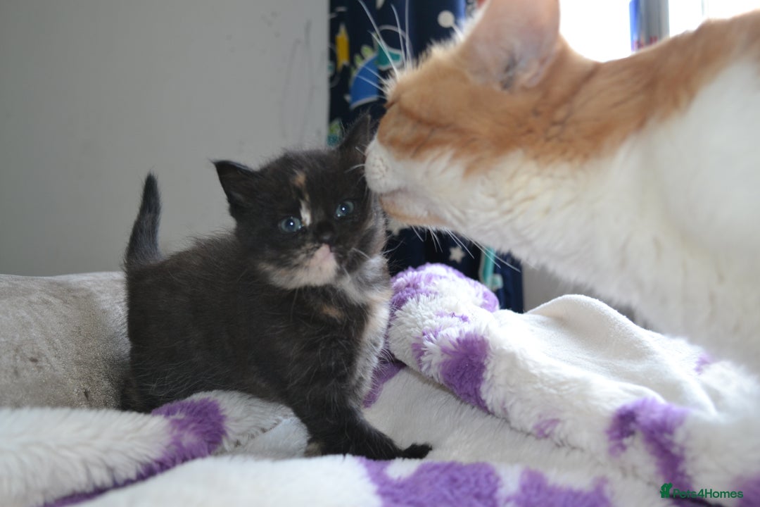 Domestic Shorthair cats for sale: 2 Male Long Hair Kittens - Image 4
