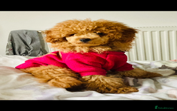 Toy Poodle dogs for stud:  toy poodle stud - Image 2