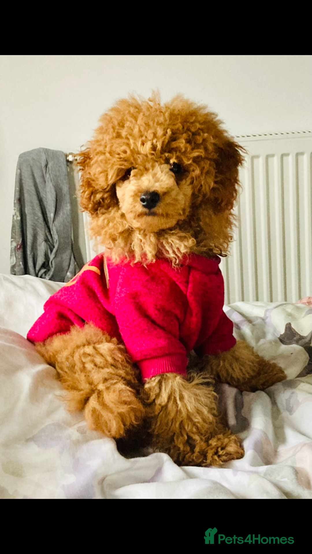 Toy Poodle dogs for stud:  toy poodle stud - Image 2