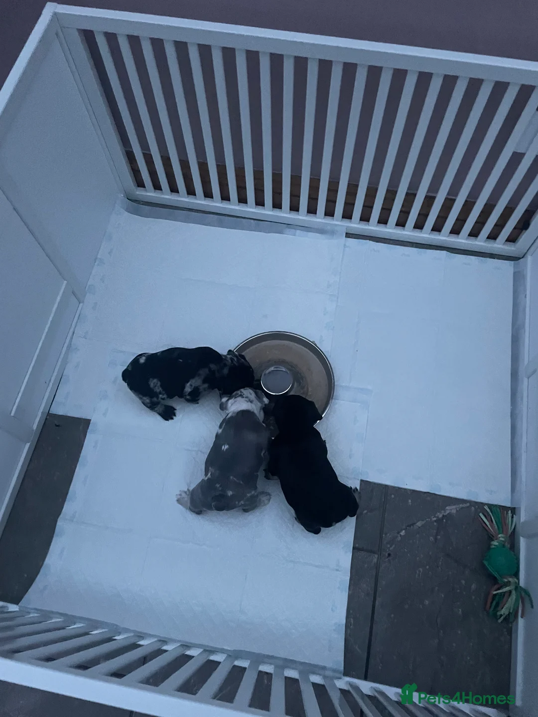 French Bulldog dogs for sale: 3 stunningly unique coloured stocky frenchies - Advert 11