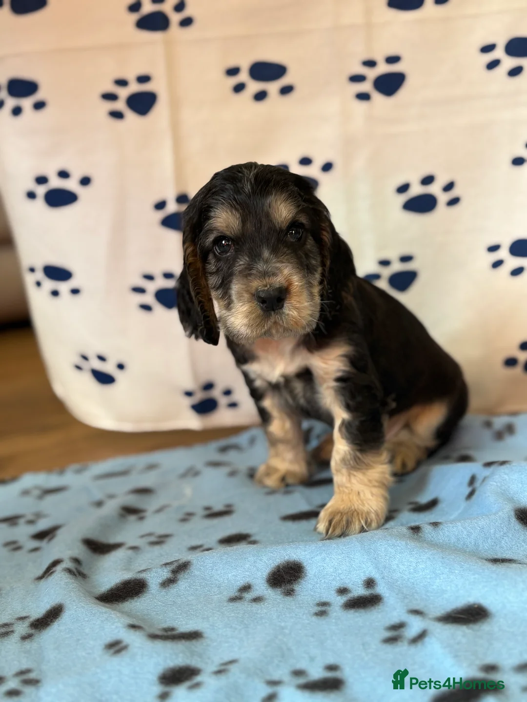 Cocker Spaniel dogs for sale: Last cocker spaniel puppy boy for sale  in Lincoln - Advert 9