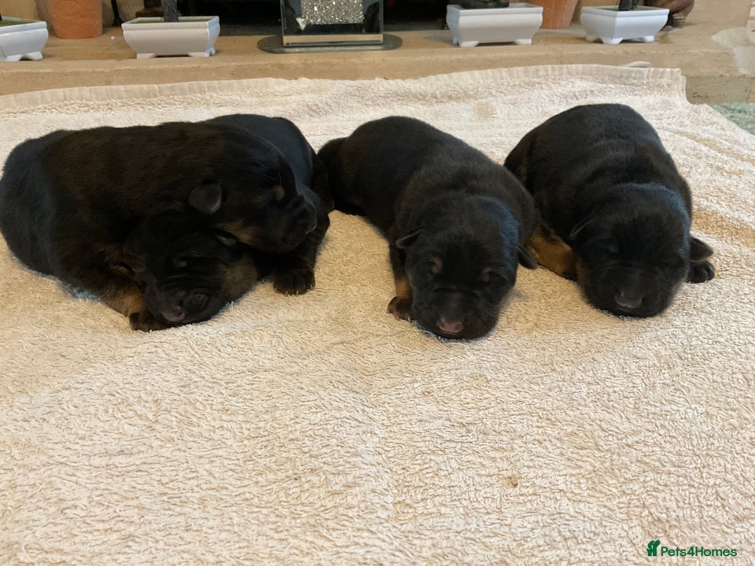 German Shepherd dogs for sale: Quality litter show line/working line puppy’s  - Advert 13