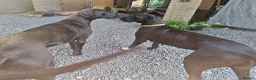 Great Dane dogs for sale: Great Dane Puppies in Londonderry - Advert 12
