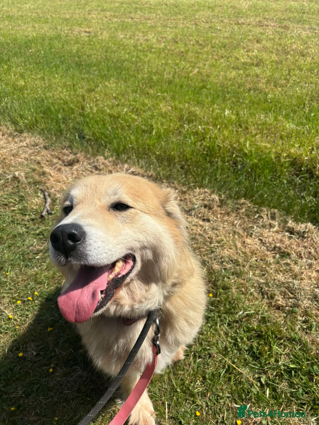 Mixed Breed dogs for adoption: Meet Paddy, currently residing in Cheshire  in Nantwich - Advert 20