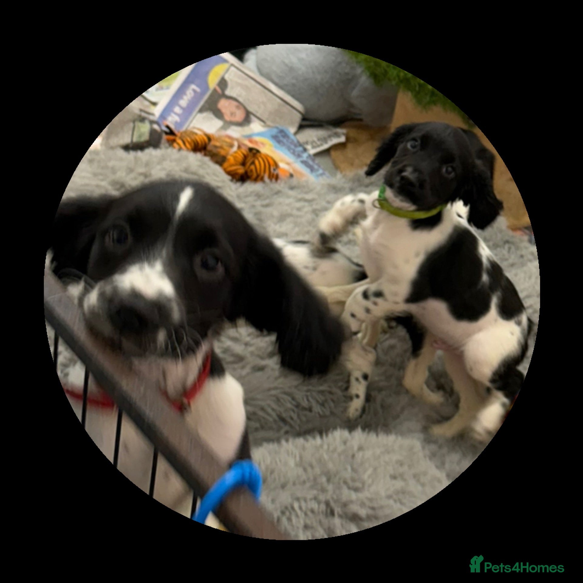 English Springer Spaniel dogs KC Registered English Springer Spaniel Puppies  - Advert 1