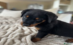 Rottweiler dogs for sale: LAST PUP  - Image 38