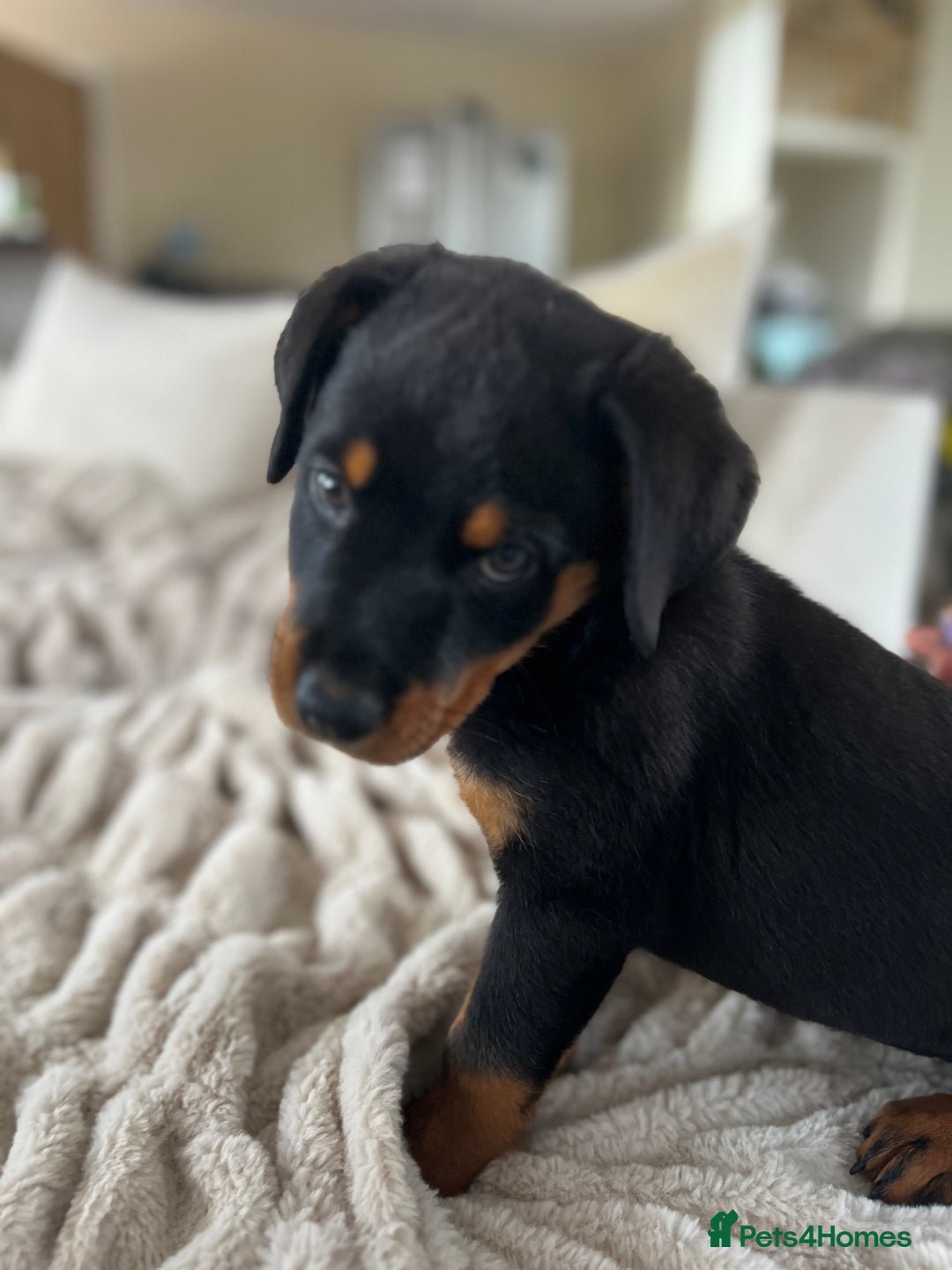 Rottweiler dogs for sale: LAST PUP  - Image 38