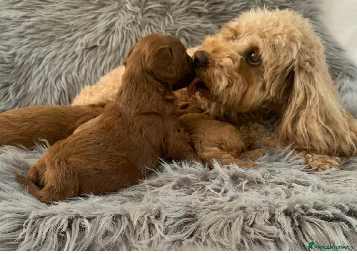 Cavapoo dogs Extensively Health Tested Toy Deep Red Cavapoos - Advert 18