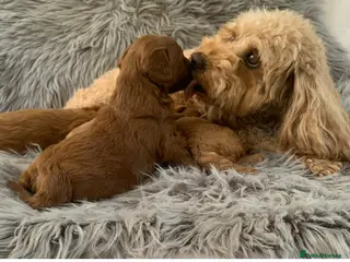 Cavapoo dogs Extensively Health Tested Toy Deep Red Cavapoos - Advert 18