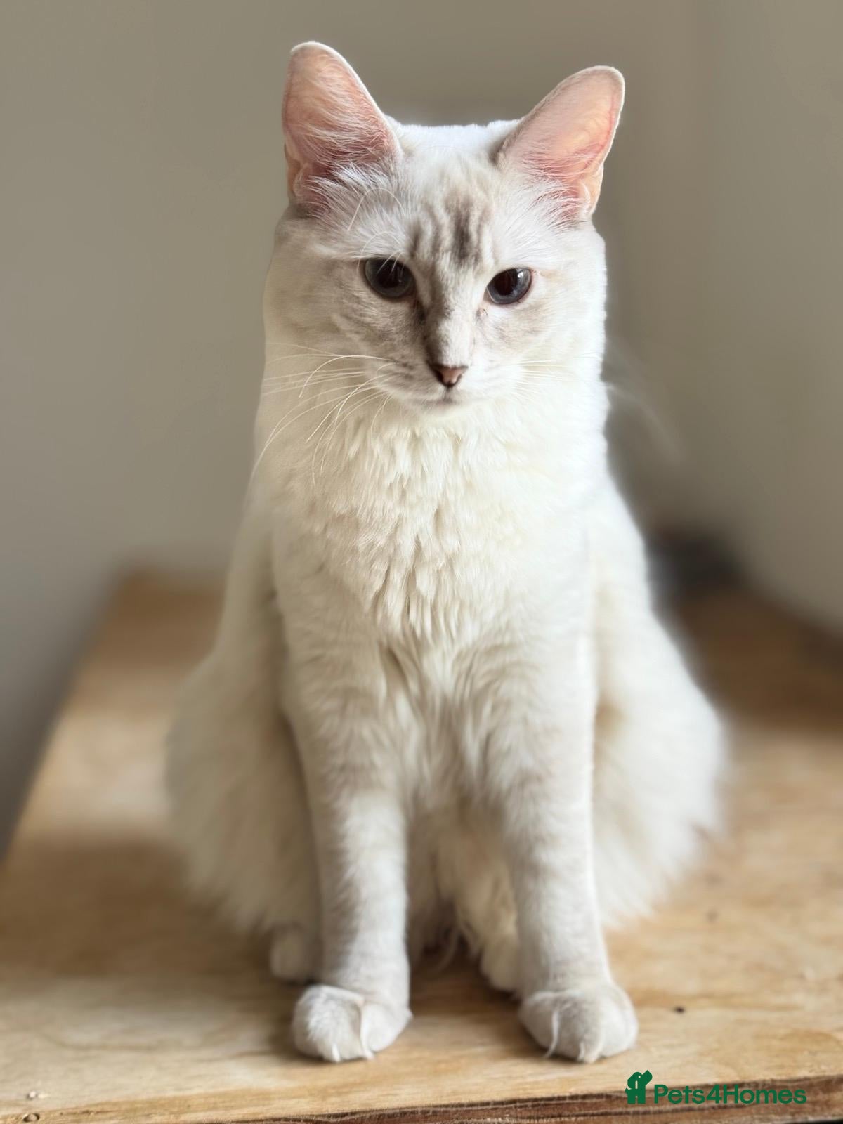 Ragdoll cats Aristocats Ragdolls Rare Flamepoint Baby Girl.  - Advert 2