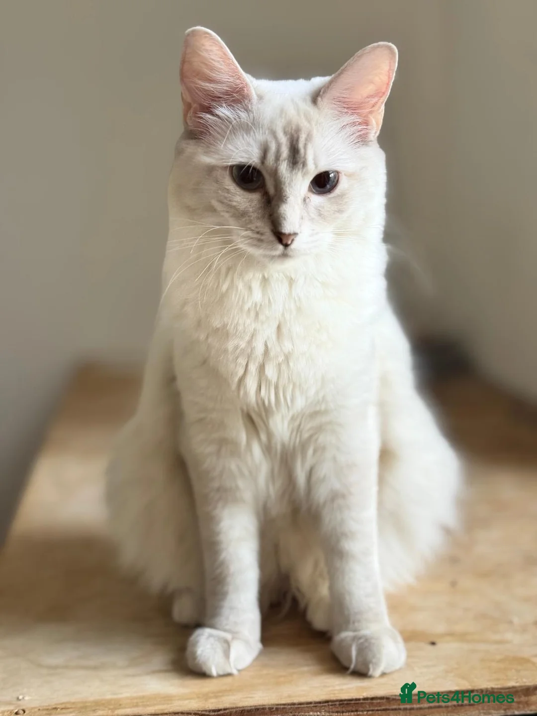 Ragdoll cats for sale: Aristocats Ragdolls Rare Flamepoint Baby Girl.  - Advert 2