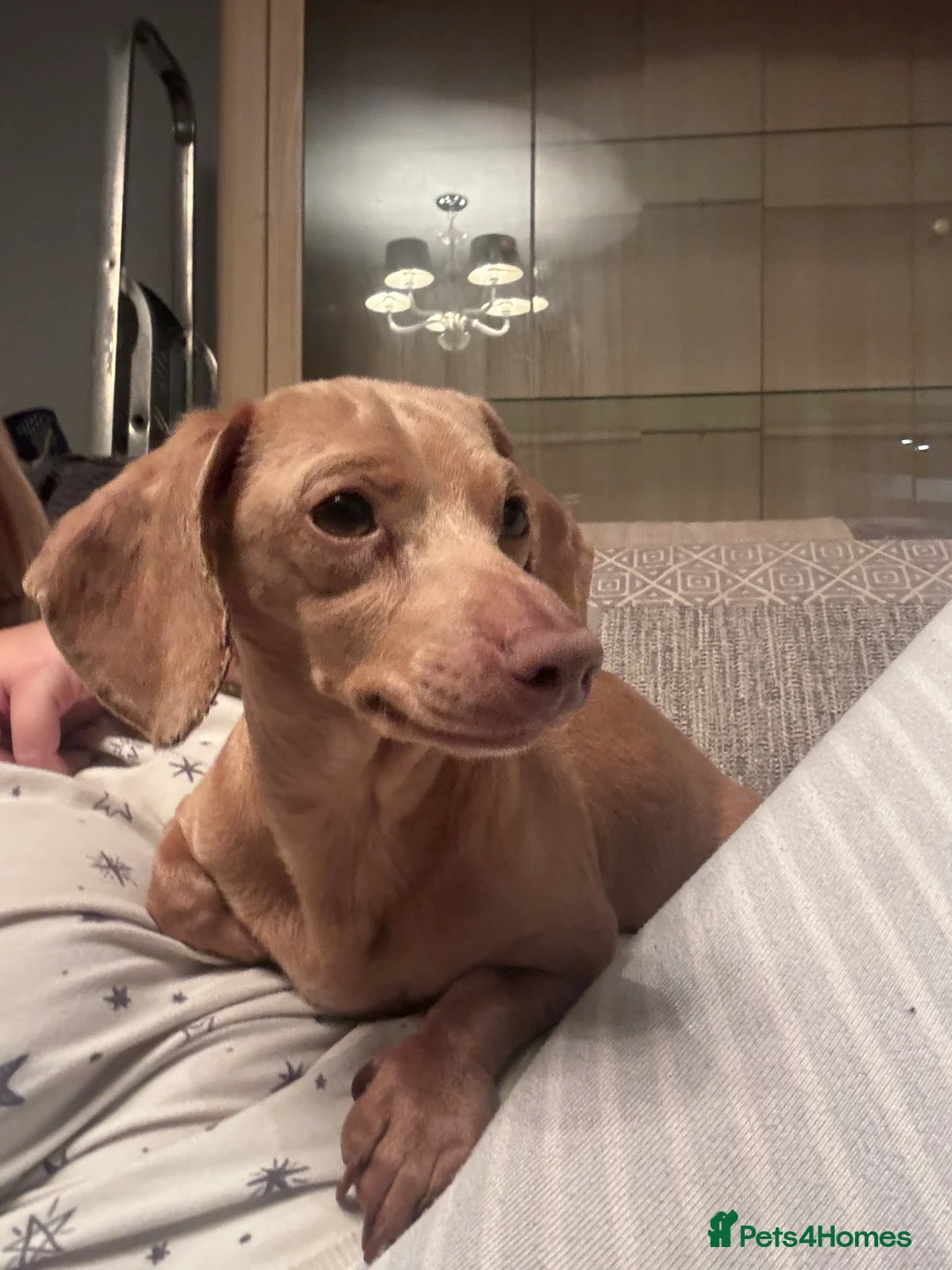 Miniature Dachshund dogs for stud: Very small Isabella cream stud in Alfreton - Advert 7