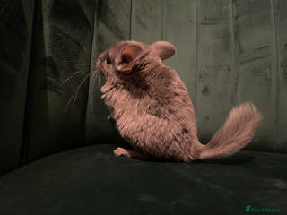 Chinchilla rodents Chinchilla girl - Advert 5