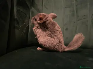 Chinchilla rodents Chinchilla girl - Advert 4