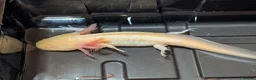 Axolotl reptiles for sale: Beautiful hypo baby Axolotls available last few  - Advert 23