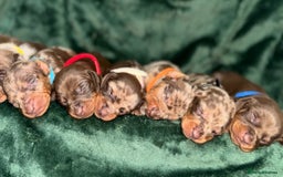 Miniature Dachshund dogs for sale: ‼️‼️Miniature Dachshund Puppies ‼️‼️ - Image 10