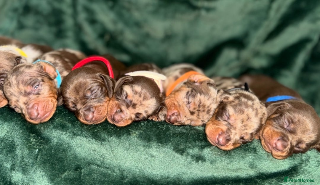 Miniature Dachshund dogs for sale: ‼️‼️Miniature Dachshund Puppies ‼️‼️ - Image 10