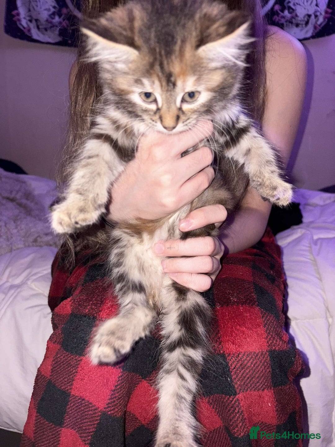 Mixed Breed cats for sale: 1 mixed breed Tabby and Maincoon kitten - Image 2