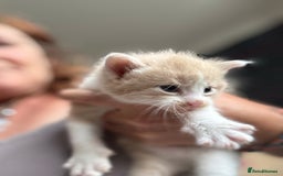 Maine Coon cats for sale: Beautiful Maine Coon X kittens - Image 8