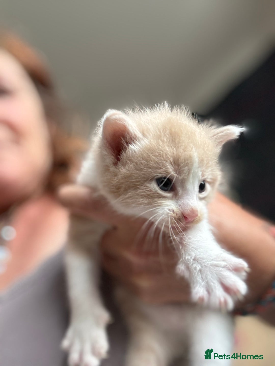 Maine Coon cats for sale: Beautiful Maine Coon X kittens - Image 8