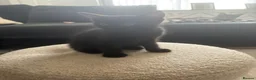 Mixed Breed cats for sale: Female kitten needing her forever home - Advert 2