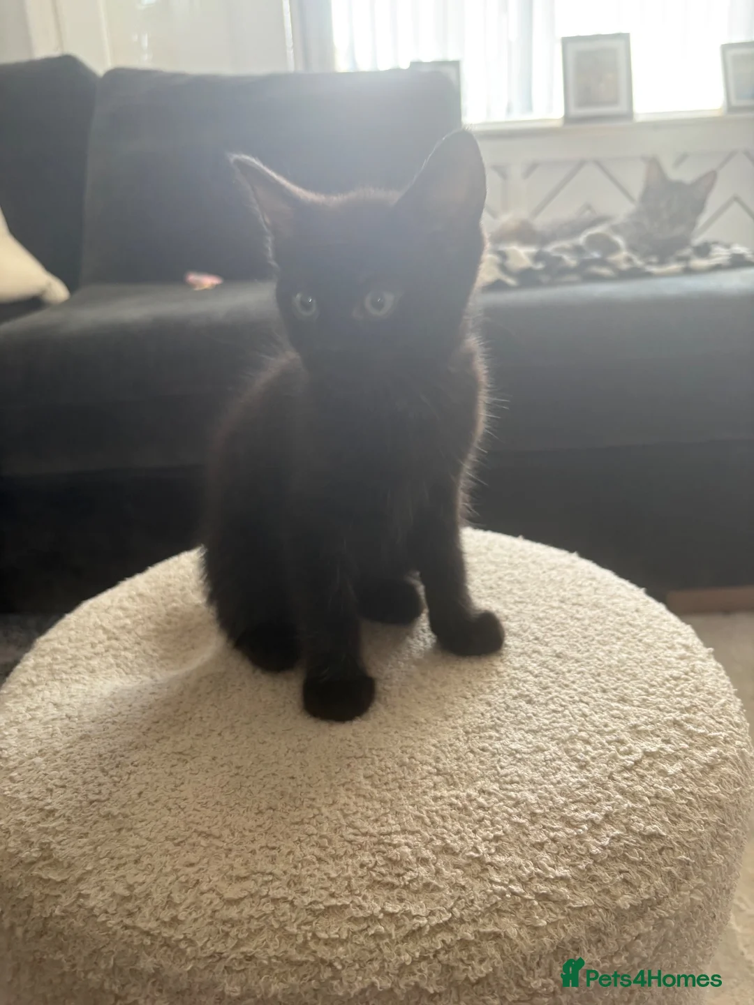 Mixed Breed cats for sale: Female kitten needing her forever home - Advert 2