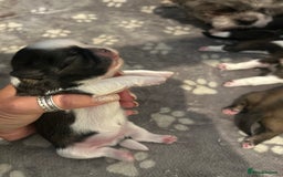 Shih Tzu dogs for sale: Beautiful shih Tzu puppies for sale  - Image 10