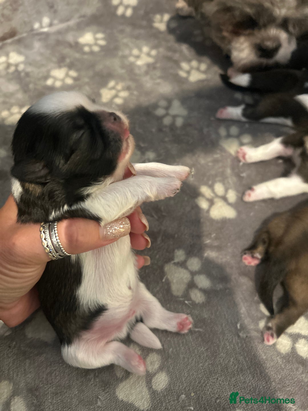 Shih Tzu dogs for sale: Beautiful shih Tzu puppies for sale  - Image 10