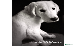 Golden Retriever dogs for stud: Louie Luna Available For Stud K.C. Registered in Bradford - Image 5