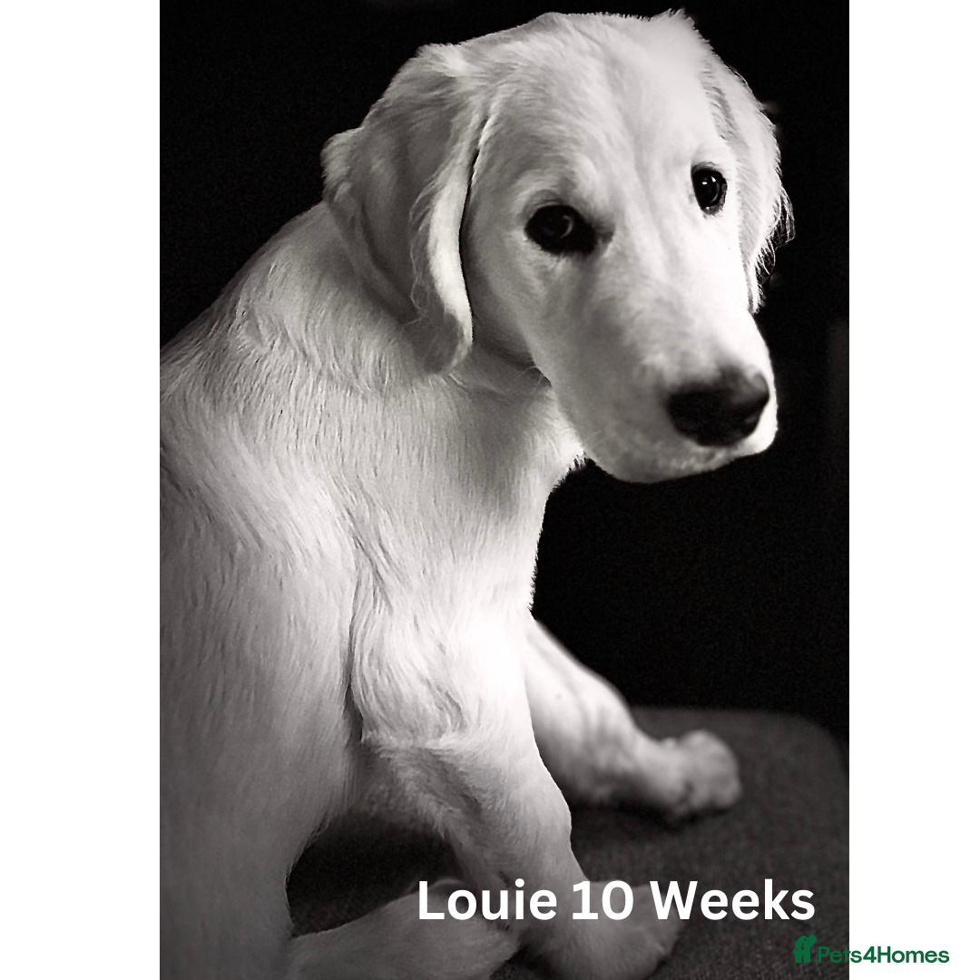 Golden Retriever dogs for stud: Louie Luna Available For Stud K.C. Registered in Bradford - Image 5