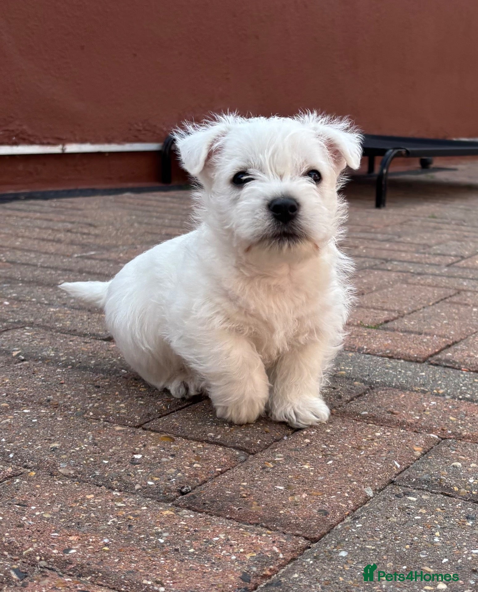West Highland Terrier dogs West highland white terrier puppies  - Advert 1