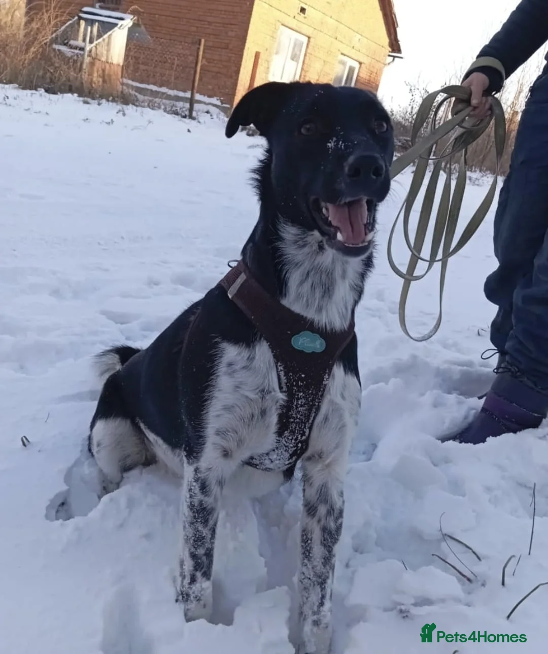 Mixed Breed dogs for adoption: ❤️GEMMIE❤️1yo girl, who chose life, people and fun - Advert 18