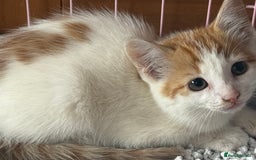 Mixed Breed cats for sale: Gorgeous little boy for sale  - Image 4