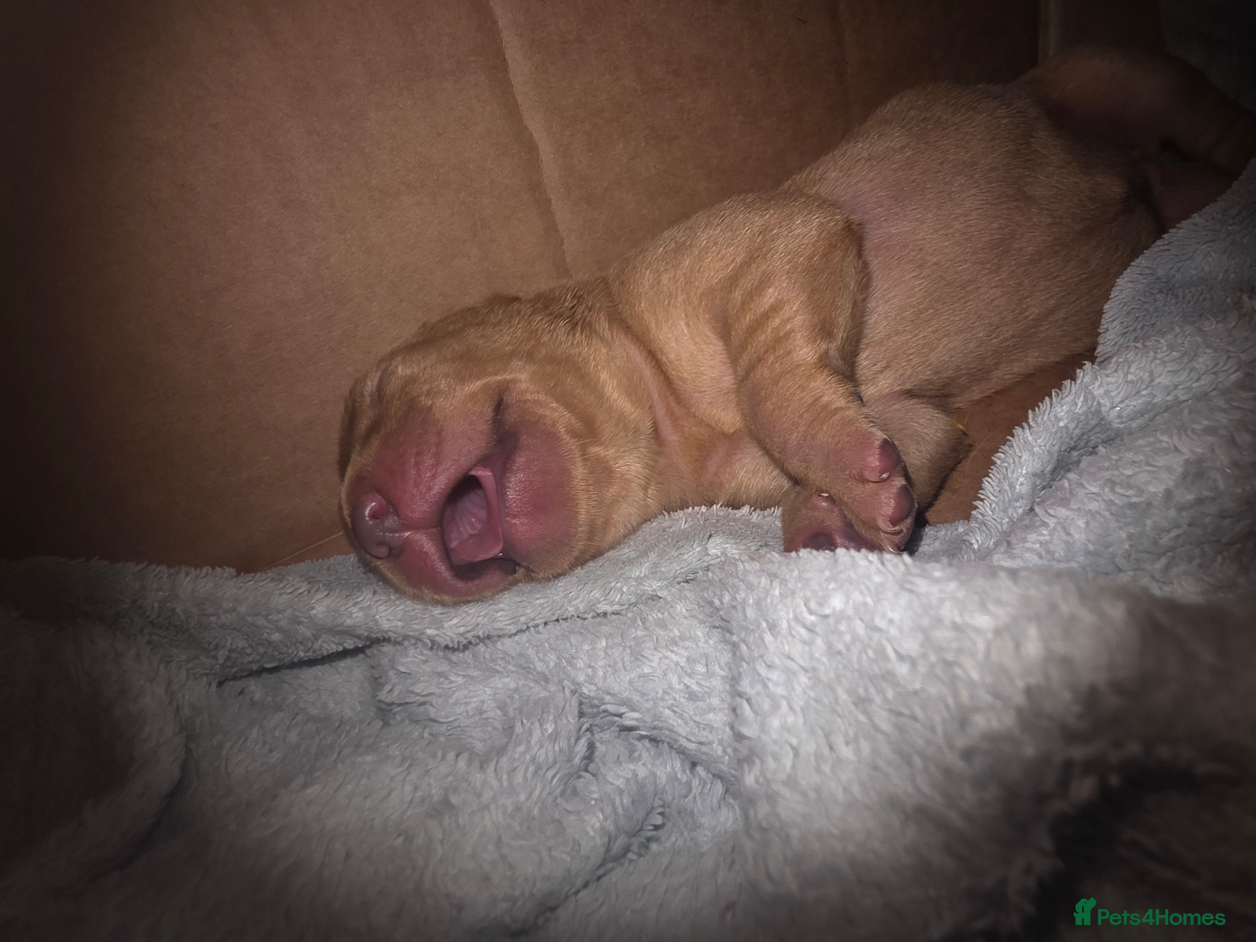 Labrador Retriever dogs for sale: 7 perfect plump little Red Labrador puppies - Advert 13