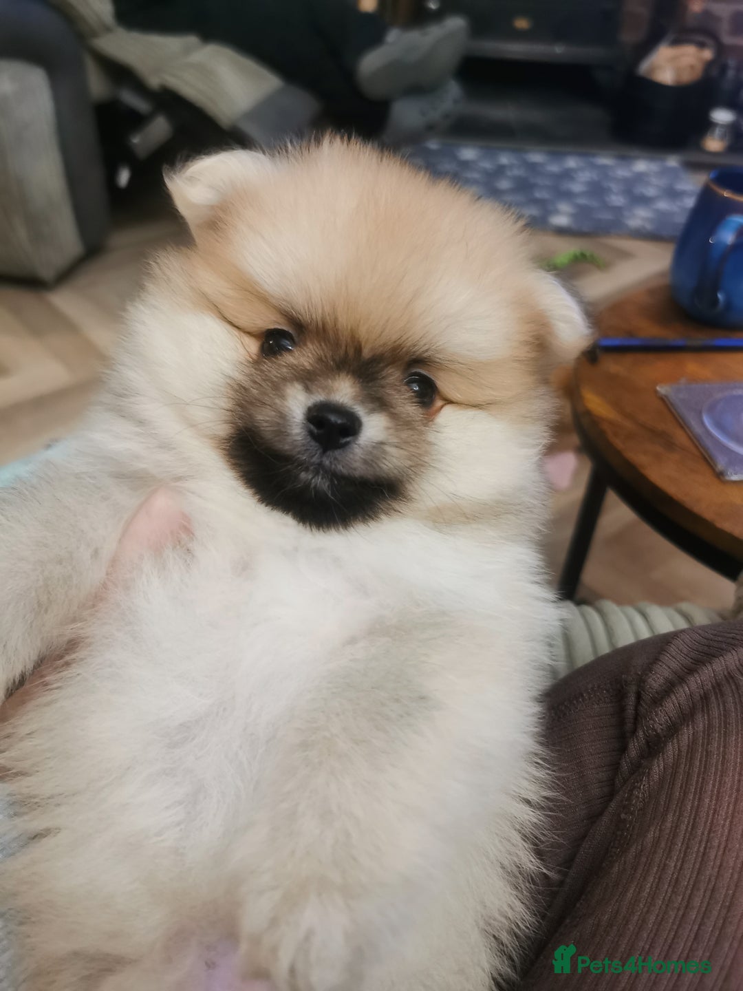 Pomeranian dogs for sale: Pomeranian male KC puppy  - Advert 6