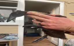 Chickens poultry for sale: Silkies - ducklings - Drakes - Advert 2