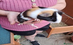 Guinea Pig rodents for sale: Guinea pig - Image 6