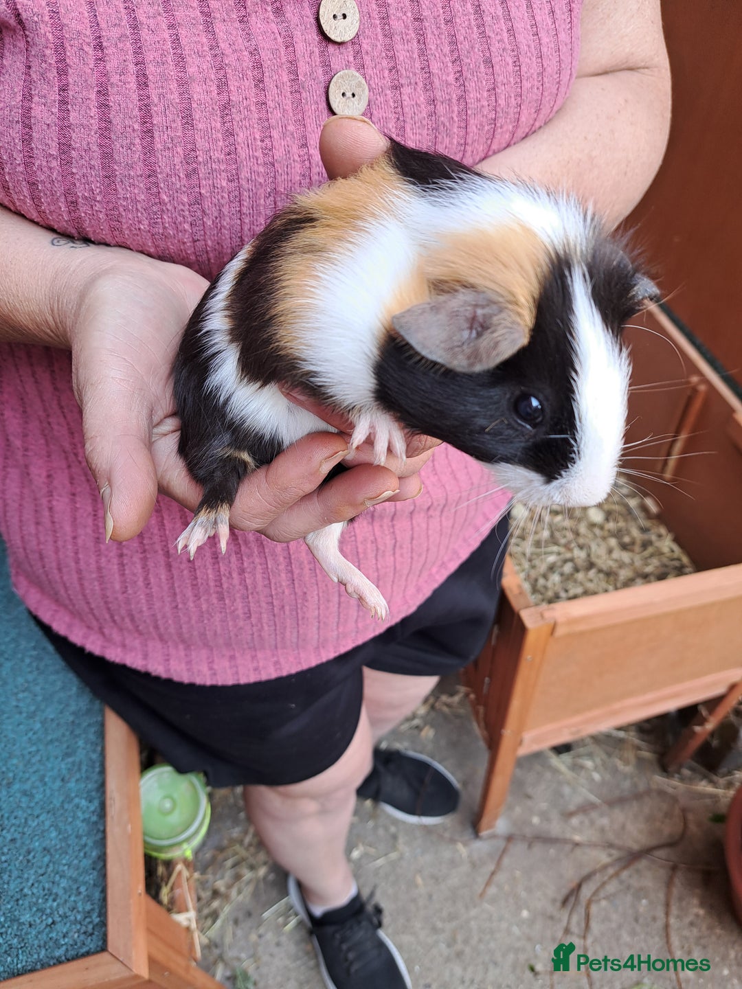Guinea Pig rodents for sale: Guinea pig - Image 6