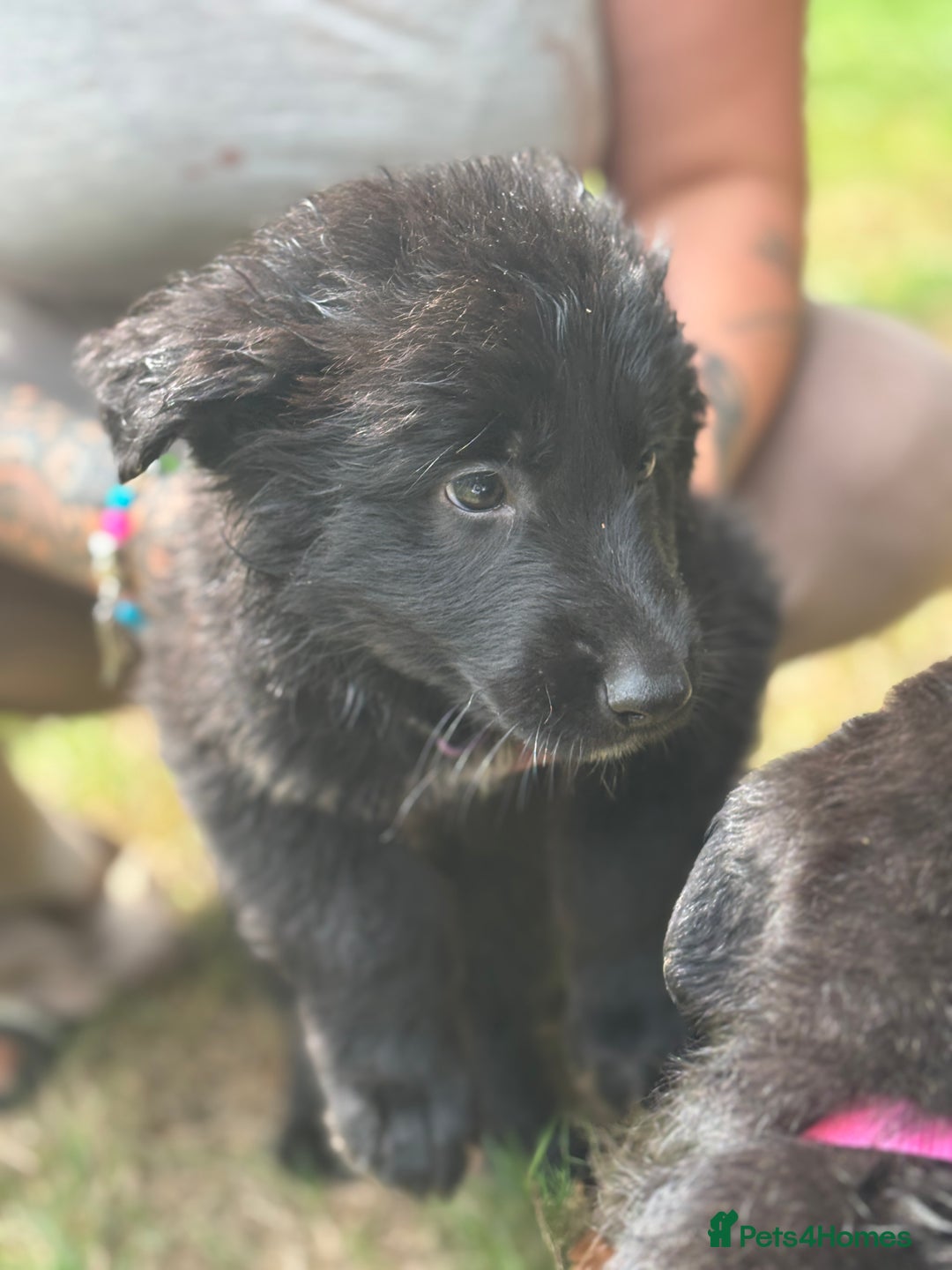 German Shepherd dogs for sale: German shepherd puppies ready to leave now - Image 17