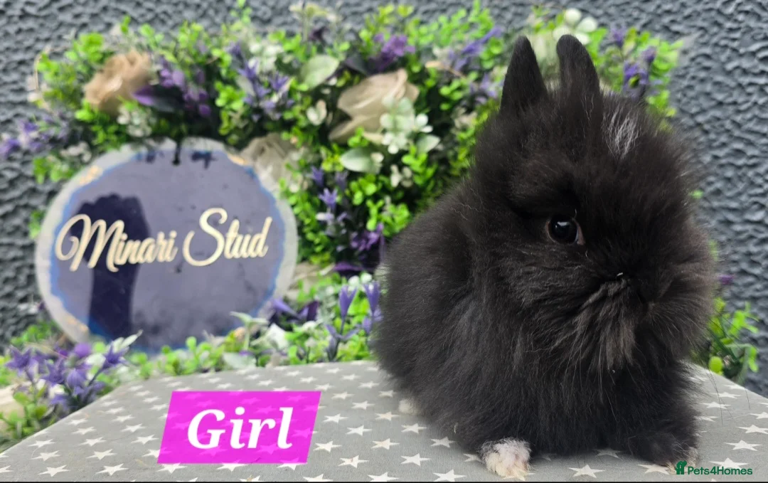 Lionhead rabbits for sale: Gorgeous purebred lionheads ready now  - Advert 2