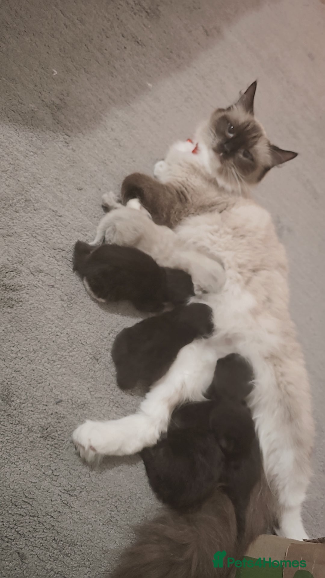 Maine Coon cats for sale: Mainecoon/ragdoll  - Advert 1