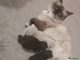 Maine Coon cats Stunning fluff balls - Advert 1