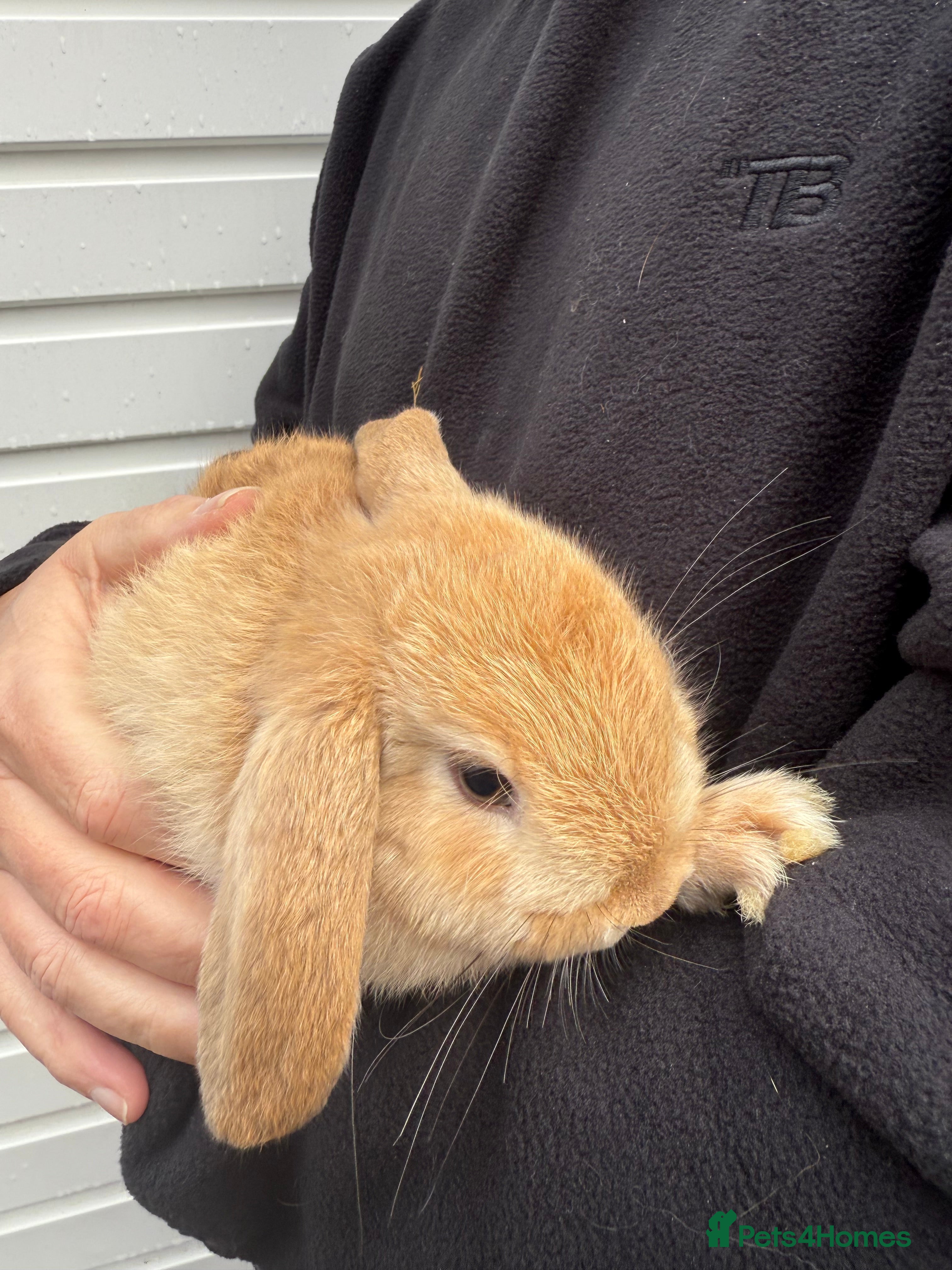 Mini Lop rabbits Pure Bred Mini Lop Babies - Ready Now - Advert 5