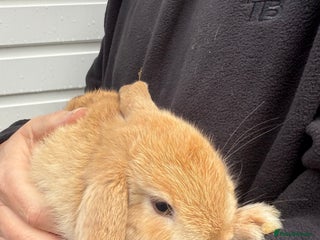 Mini Lop rabbits Pure Bred Mini Lop Babies - Ready Now - Advert 3