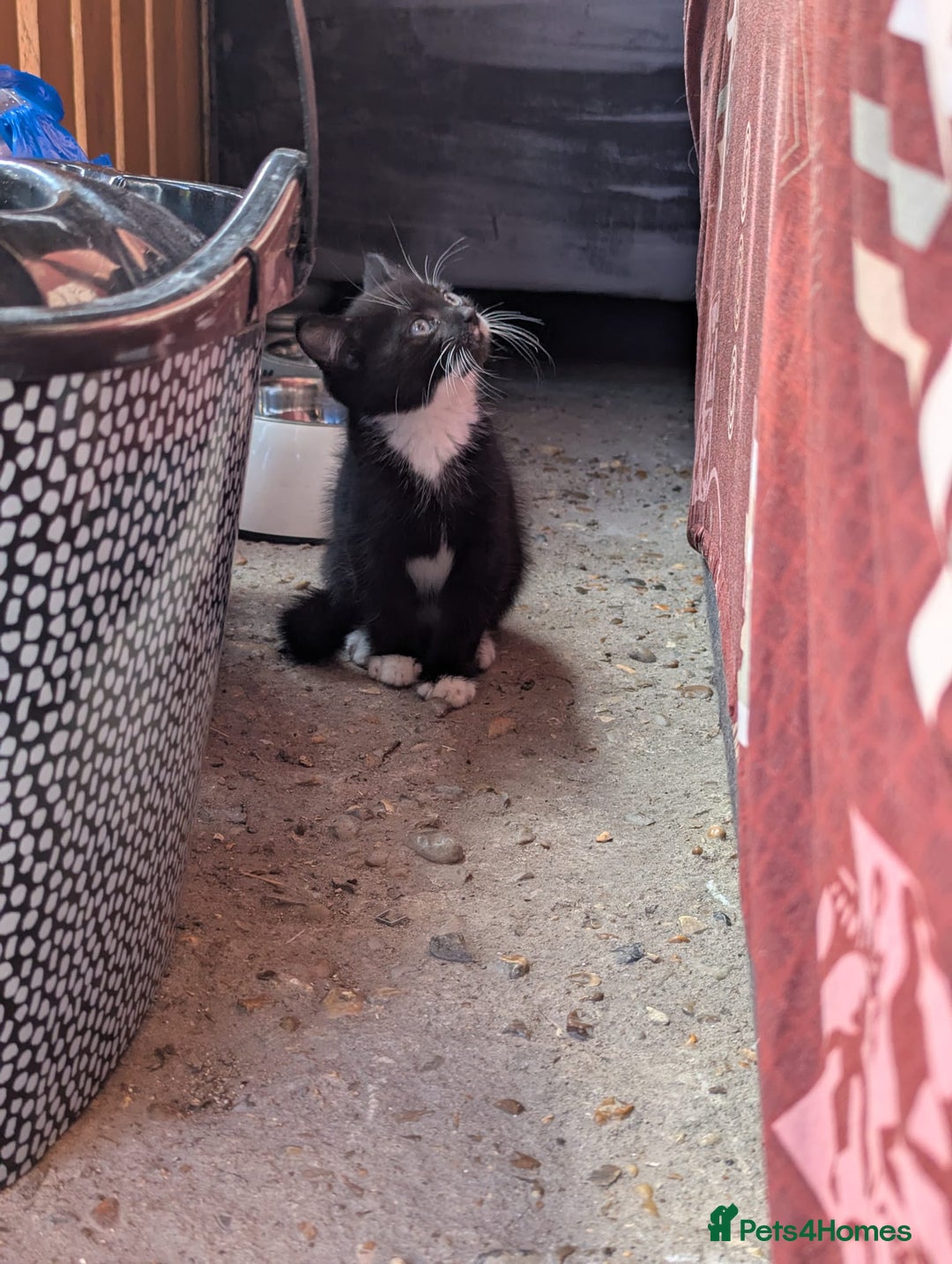 British Longhair cats for sale: Fluffy kittens very beautifull - Image 8